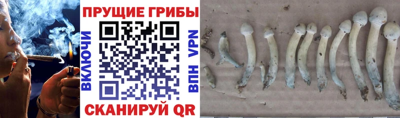 Купить где  Белоозёрский  Галлюциногенные грибы Psilocybe 